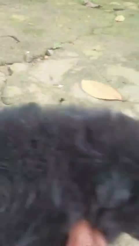 Pomeranian Puppy, farm video