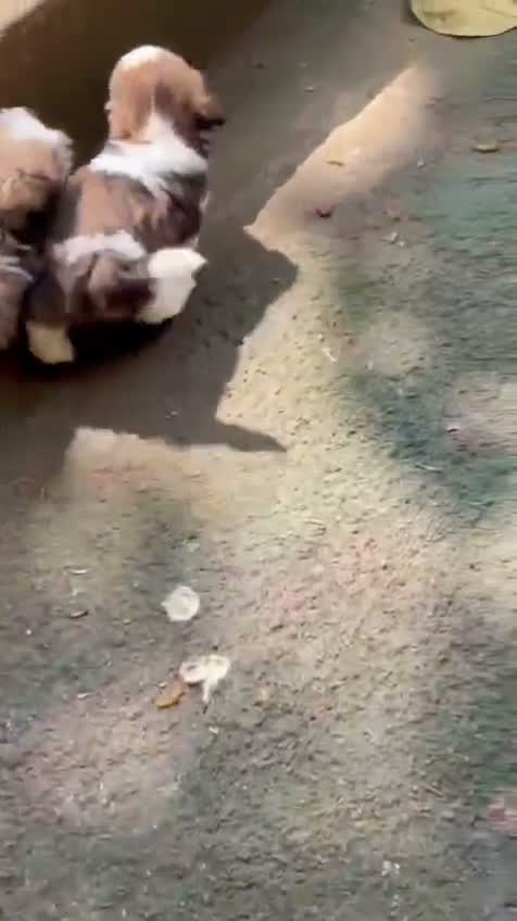Shih Tzu | Black Color, farm video