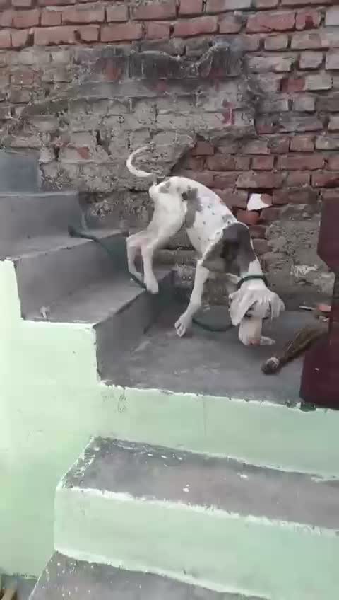 Great Dane Puppy, farm video
