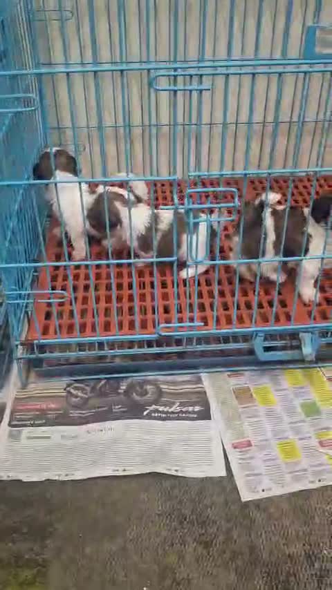 Shih Tzu | Black Color, farm video