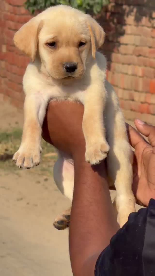 Dachshund Puppy | Brown & Tan, farm video