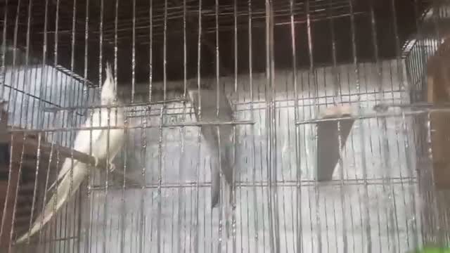 Cockatiel, farm video