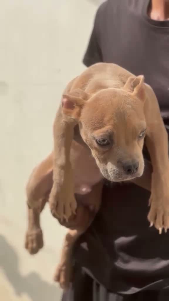 American Bully XL Size Puppy, farm video