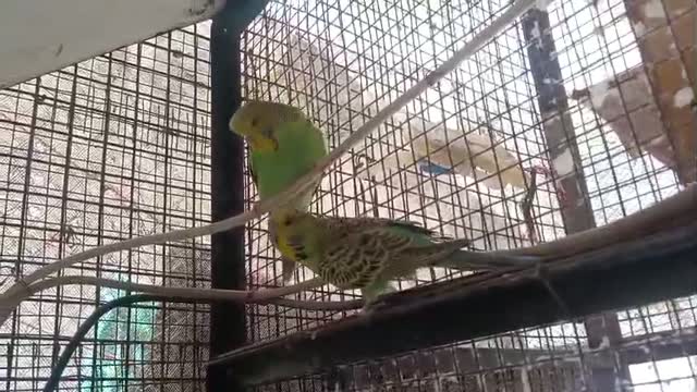Exhibition Budgies, farm video
