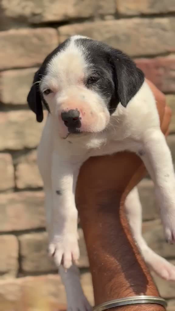Pitbull Terrier Puppy, farm video