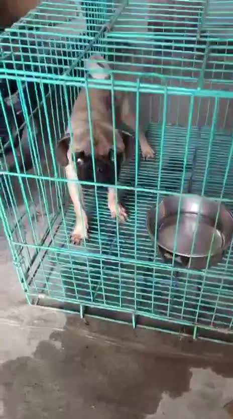 Pug Puppy, farm video