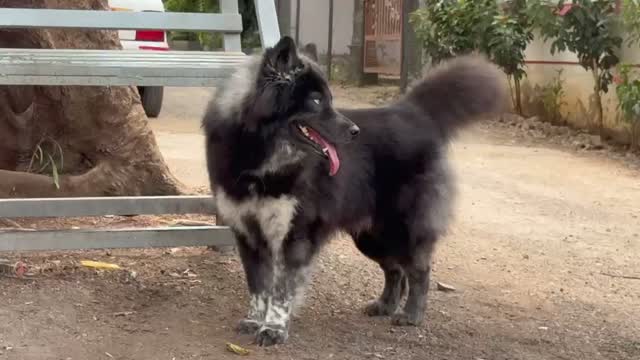 Siberian Husky Puppy | Black & White Color, farm video