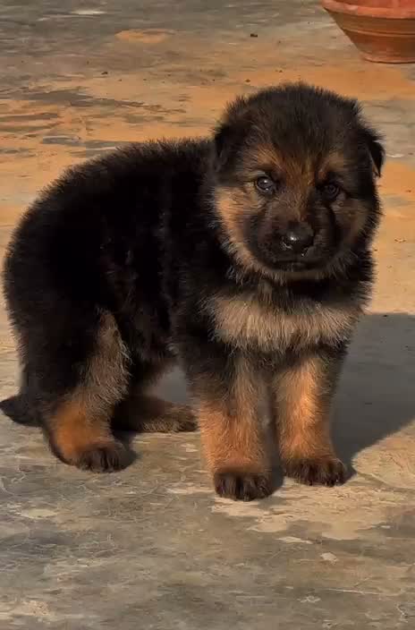 German Shepherd Puppy, farm video