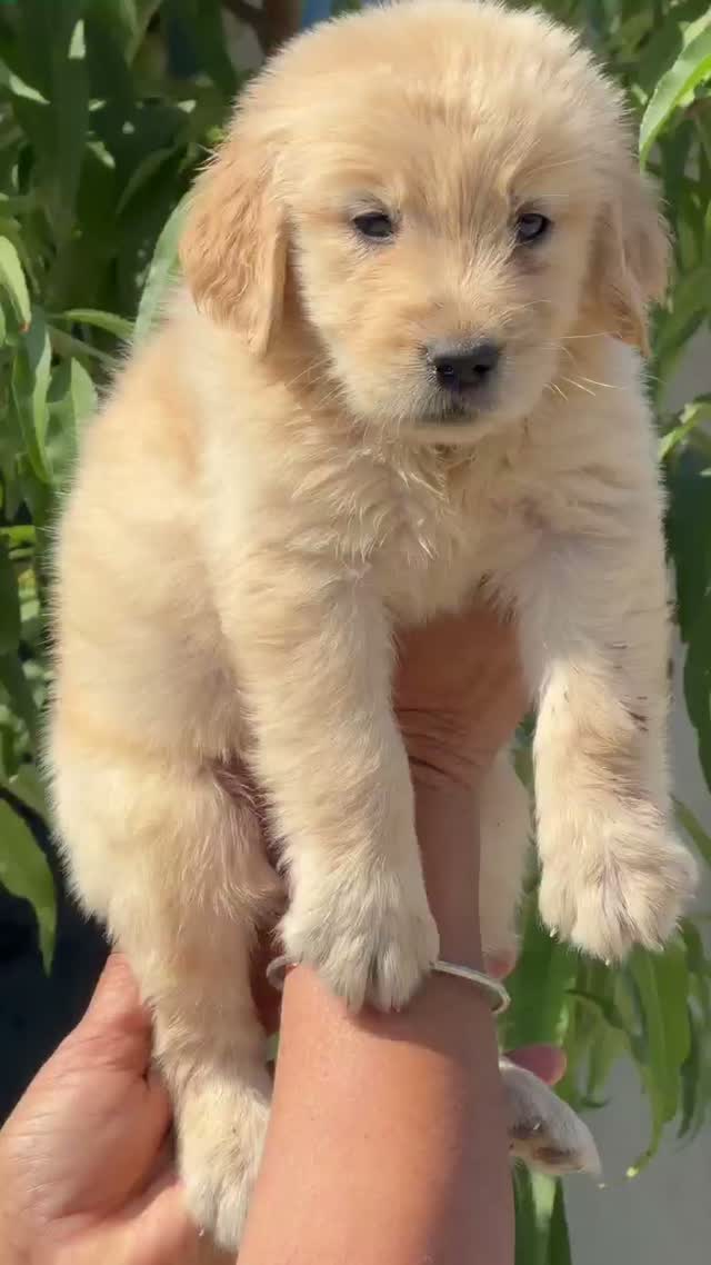 Dachshund Puppy | Brown & Tan, farm video