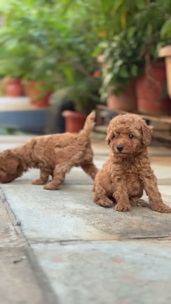 Standard Poodle Puppy | White, farm video