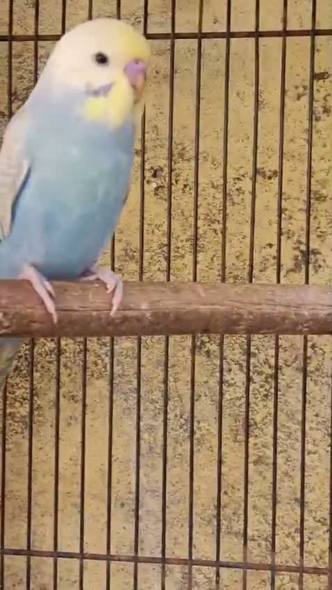 Budgies | Fallow, farm video