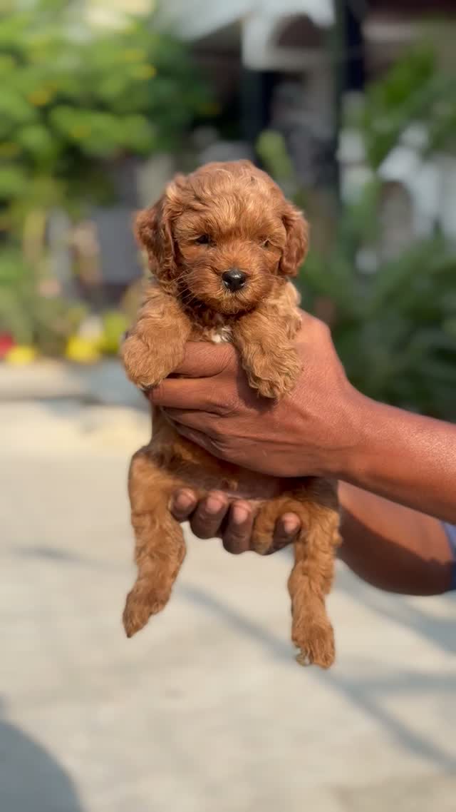 Standard Poodle Puppy | White, farm video