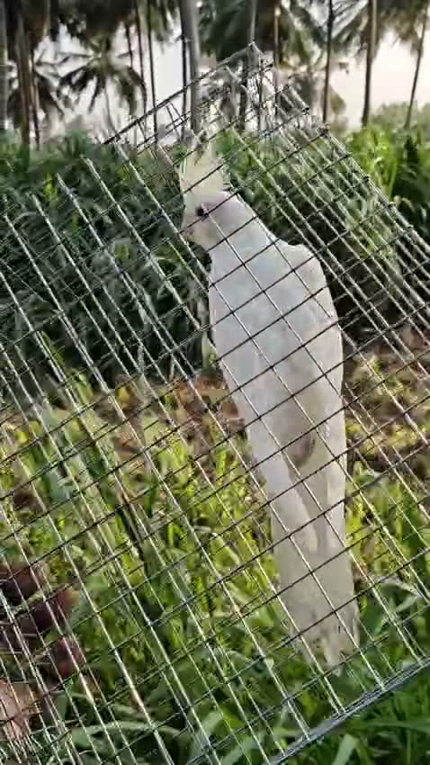 Cockatiel | Pied, farm video