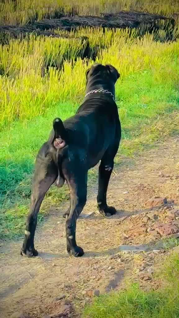Cane Corso Puppy, farm video