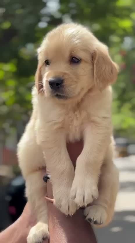 Golden Retriever, farm video