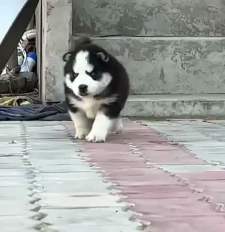 Siberian Husky Puppy | Black & White Color, farm video