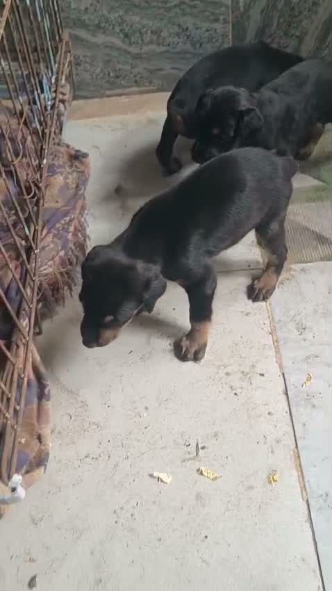 Doberman Pinscher Puppy, farm video