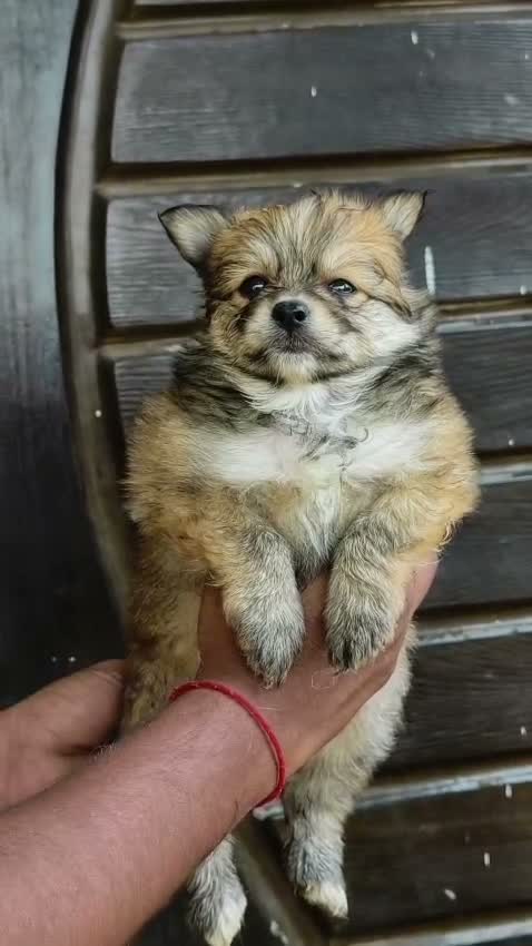 Culture Toy Pom Puppy, farm video