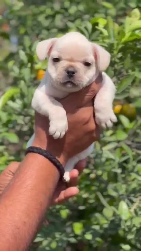 French Bulldog Puppy, farm video