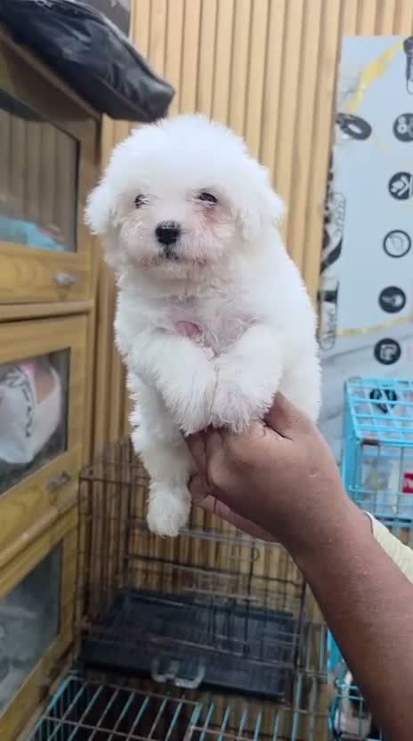 Standard Poodle Puppy | White, farm video