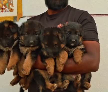 Dachshund Puppy | Brown & Tan, farm video