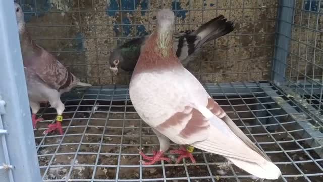 Homer Pigeon, farm video