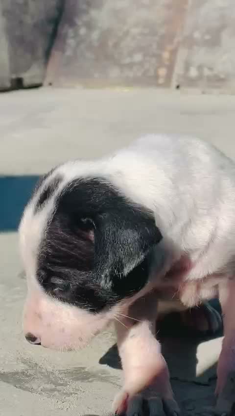 Pitbull Terrier Puppy, farm video
