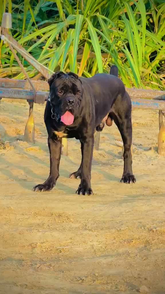 Cane Corso Puppy | Brindle, farm video