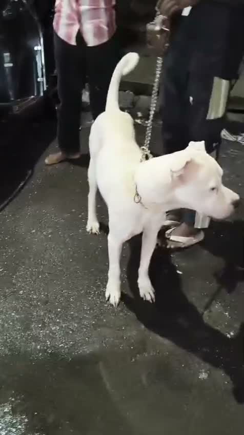 Dogo Argentino Puppy, farm video