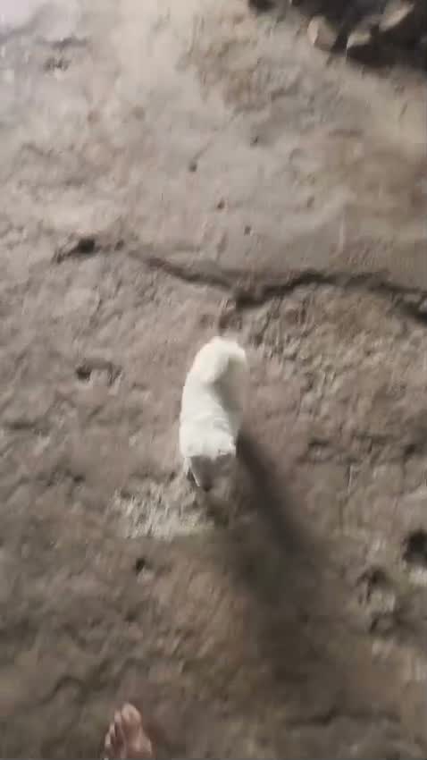 Pomeranian Puppy, farm video