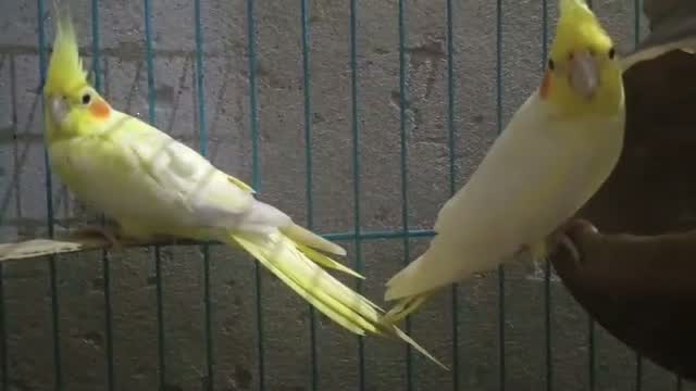 Cockatiel | Pied, farm video