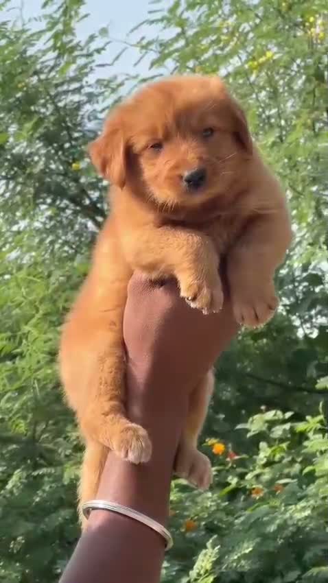 Golden Retriever, farm video