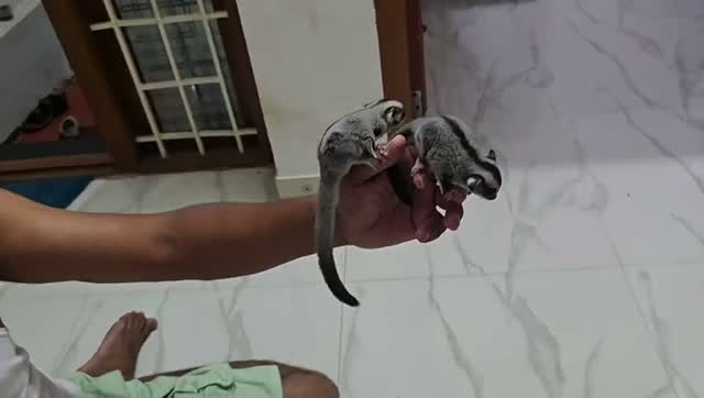 Sugar Glider | Grey, farm video