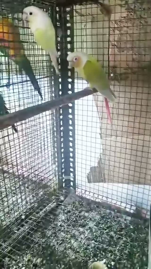 Small Cheek Conure, farm video