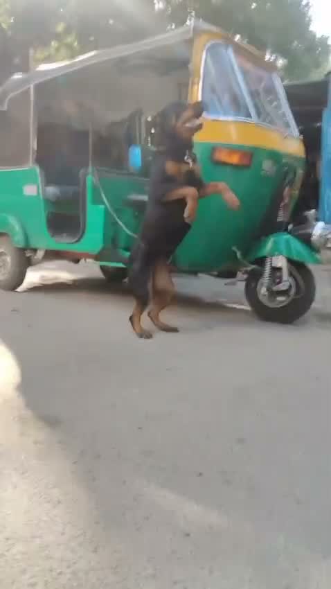 Rottweiler Puppy, farm video