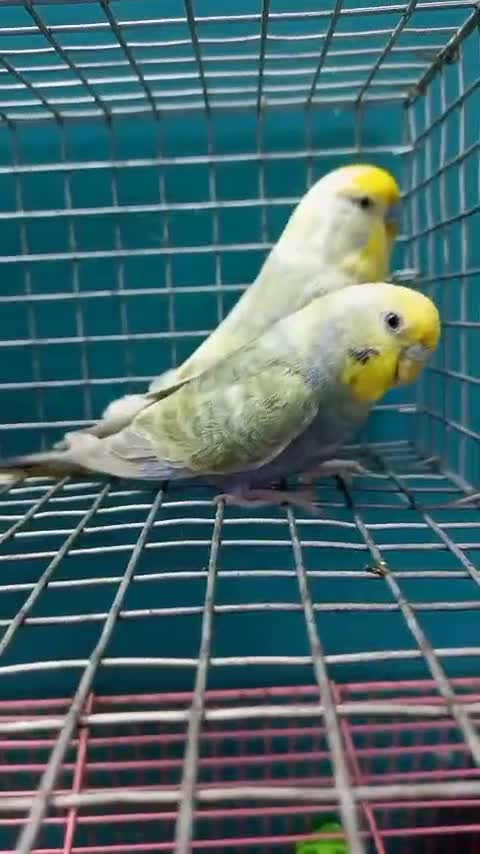 Budgies | Fallow, farm video