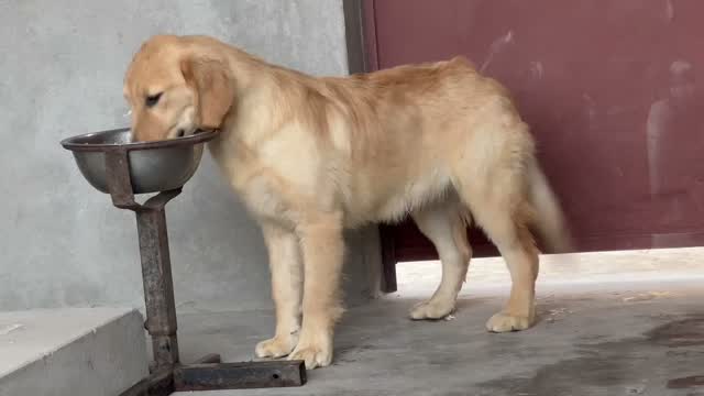 Dachshund Puppy | Brown, farm video