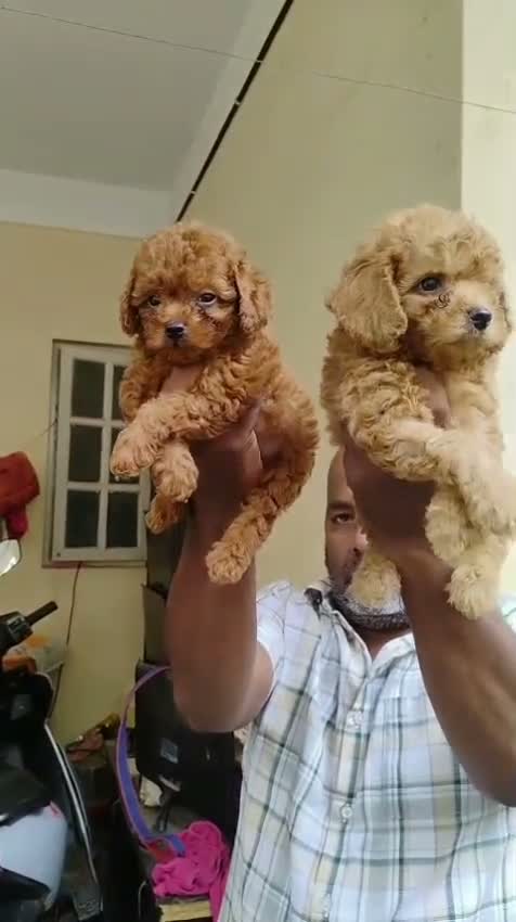 Standard Poodle Puppy | White, farm video