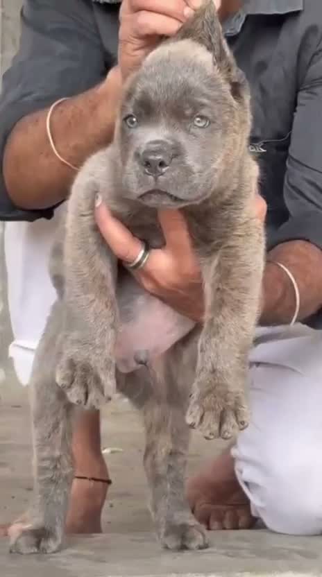 Cane Corso Puppy, farm video