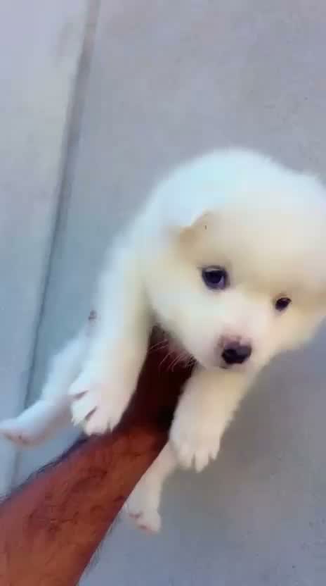Pomeranian Puppy, farm video