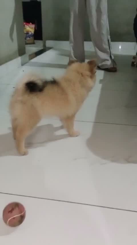 Culture Toy Pom Puppy, farm video