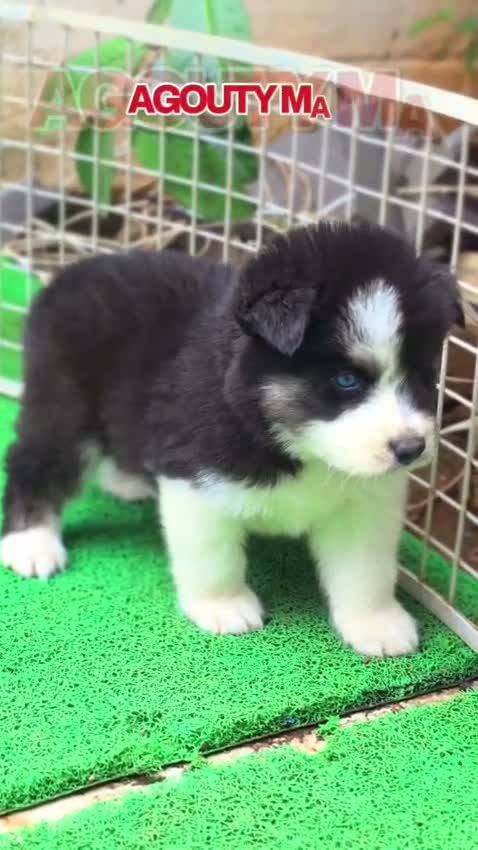 Siberian Husky Puppy | Black & White Color, farm video