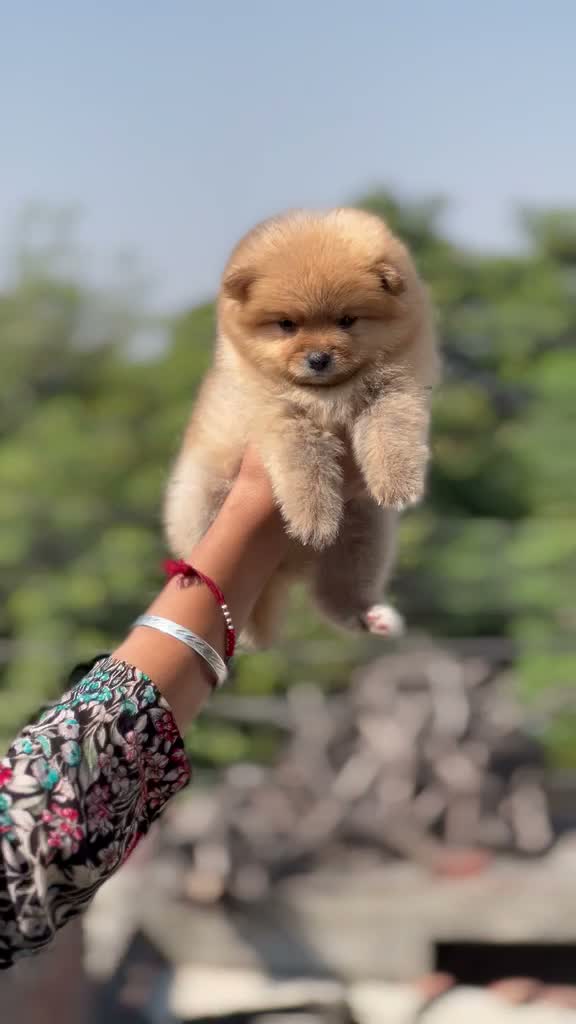 Dachshund Puppy | Brown, farm video