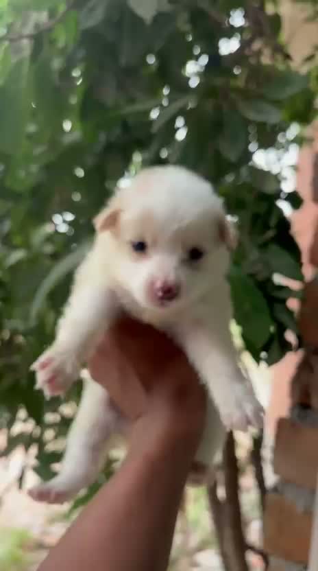 Pomeranian Puppy, farm video