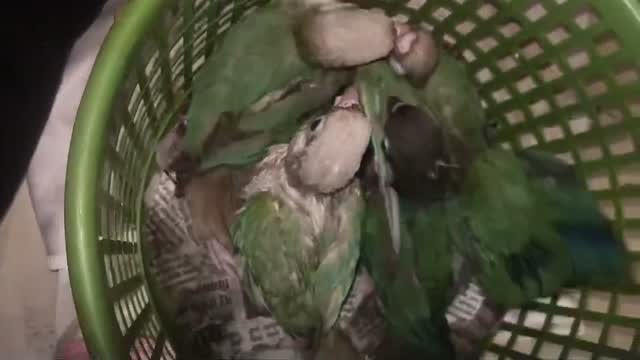Pineapple Headed Conure, farm video
