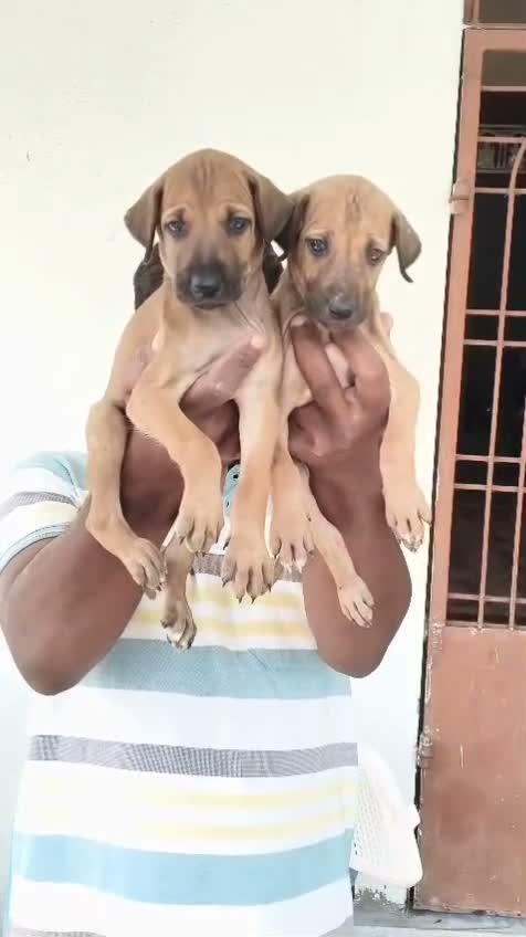 Chippiparai Puppy, farm video