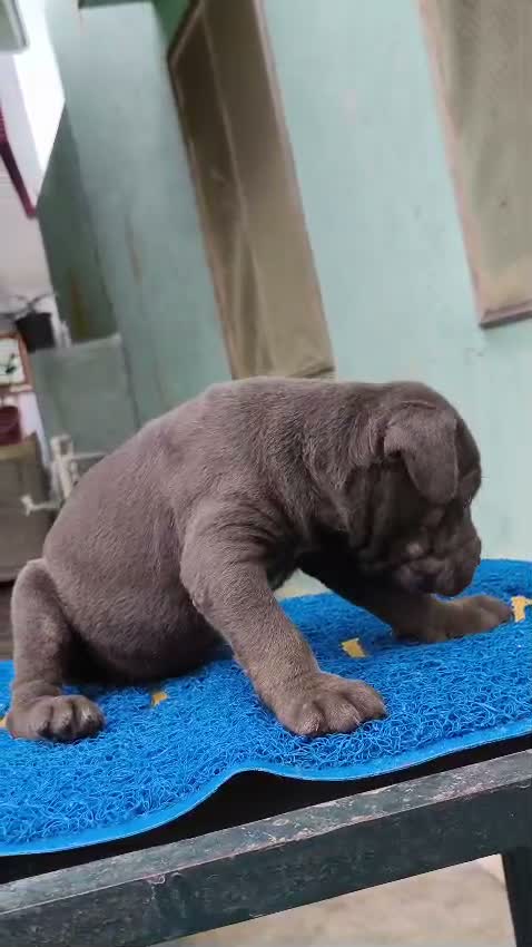Cane Corso Puppy, farm video