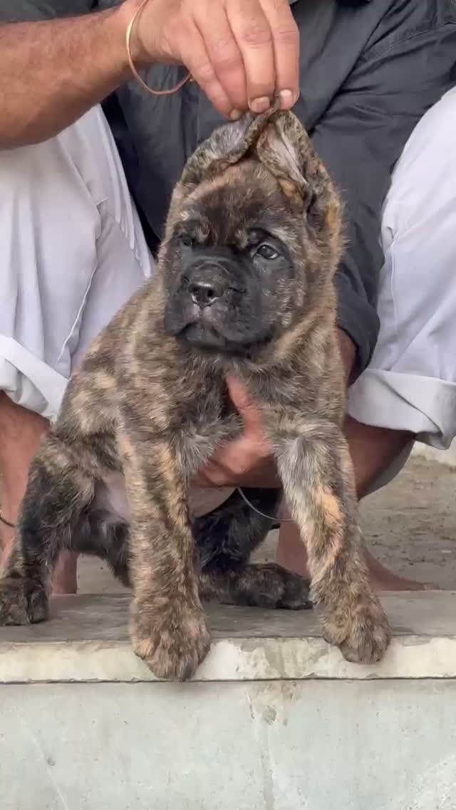 Cane Corso Puppy, farm video