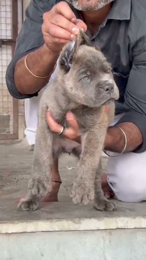 Cane Corso Puppy | Brindle, farm video