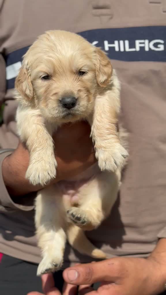 Dachshund Puppy | Brown, farm video
